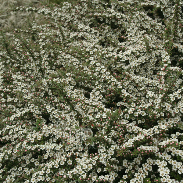 Big Photo of Cotoneaster Conspicus Fl