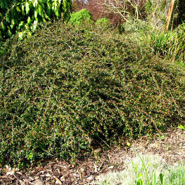 Big Photo of Cotoneaster Coralbeauty