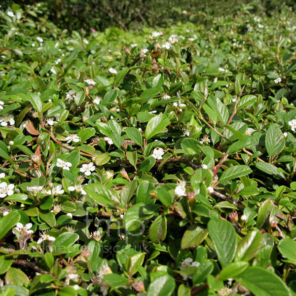 Big Photo of Cotoneaster Dammeri Mooncreeper