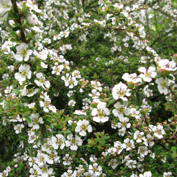 Big Photo of Cotoneaster Decorus Fl