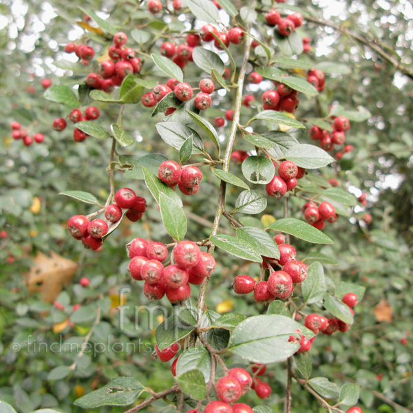 Big Photo of Cotoneaster Dielsianus Berry