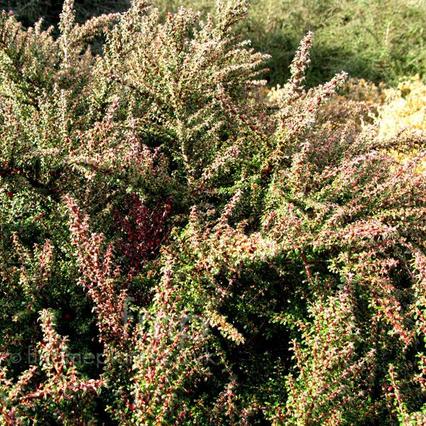 Big Photo of Cotoneaster Linerifolius