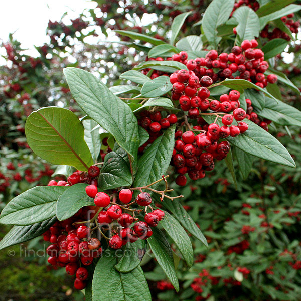Big Photo of Cotoneaster Saintmonica