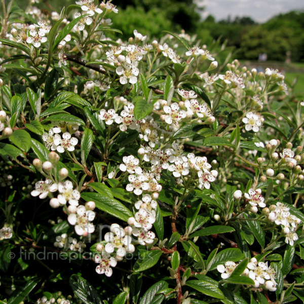 Big Photo of Cotoneaster Salicifolius Gnom Fl