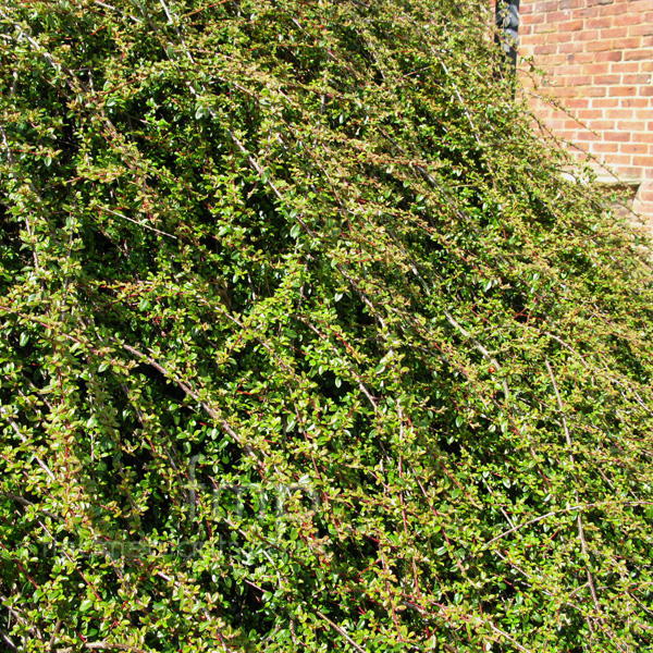 Big Photo of Cotoneaster Skogholm