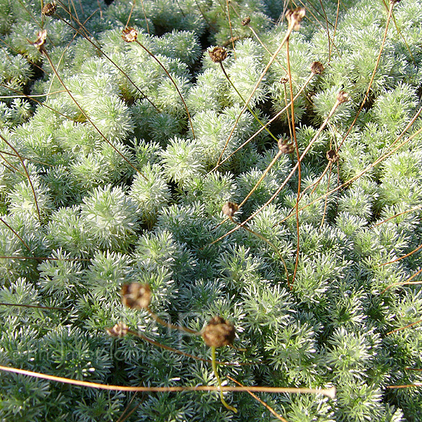 Big Photo of Cotula Hispida