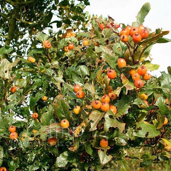 Big Photo of Crataegus Carrierei
