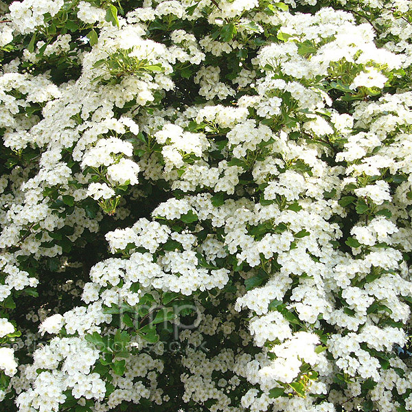 Big Photo of Crataegus Monogynea