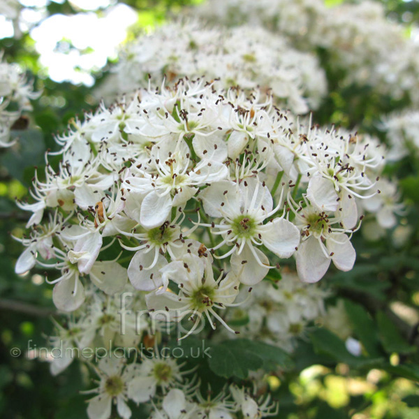 Big Photo of Crataegus Pentagyna Fl