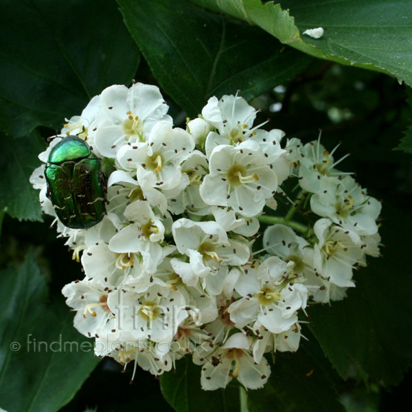 Big Photo of Crataegus Tomentosa Fl