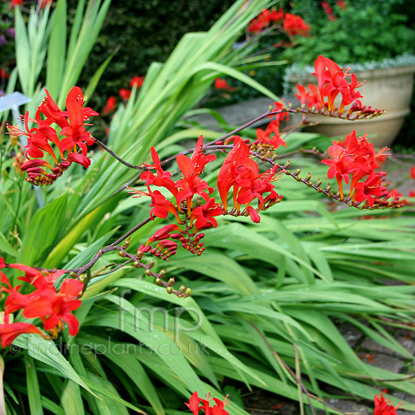 Big Photo of Crocosmia Lucifer