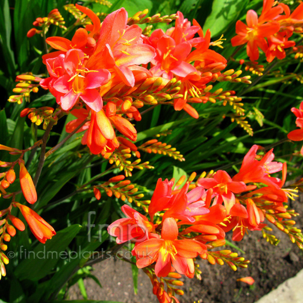 Big Photo of Crocosmia Severnsunrise Fl