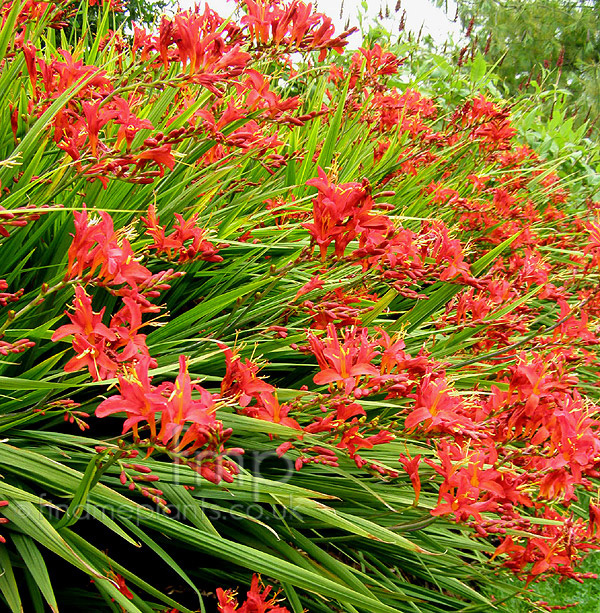 Big Photo of Crocosmia Vulcan