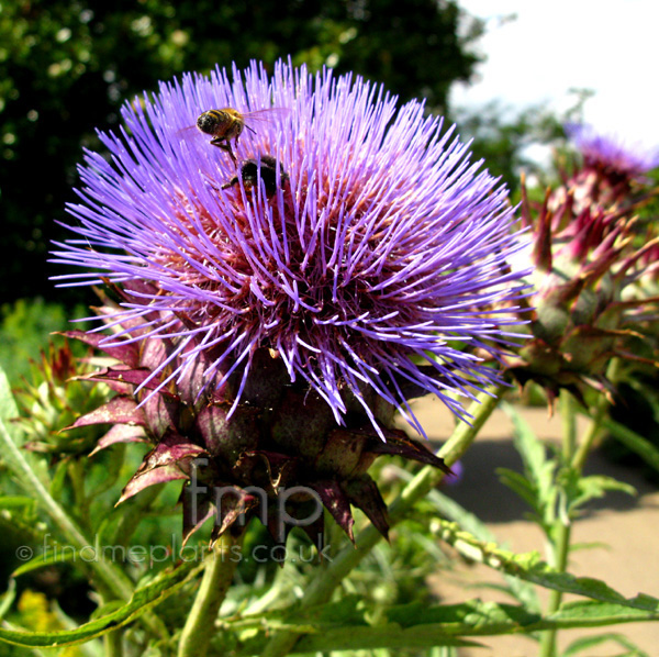Big Photo of Cynara Cardunculus Fl