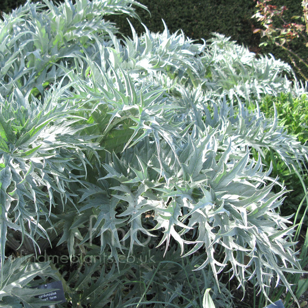 Big Photo of Cynara Dwarf Form