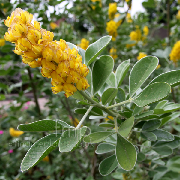 Big Photo of Cytisus Batendieri Fl