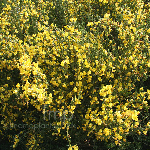 Big Photo of Cytisus Kewensis