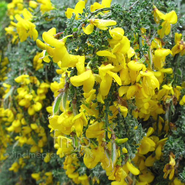Big Photo of Cytisus Maritimus