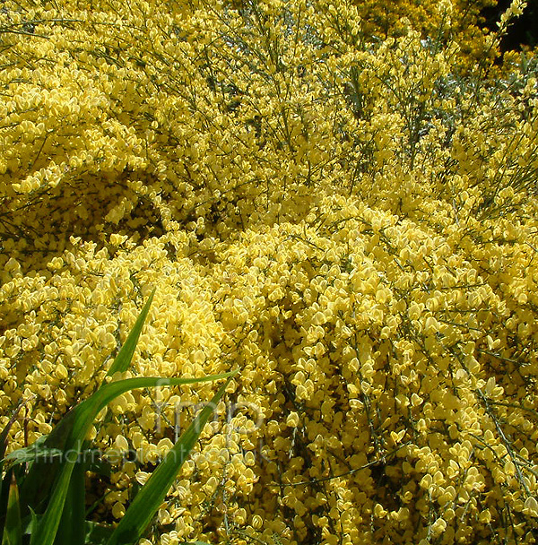 Big Photo of Cytisus Praecox