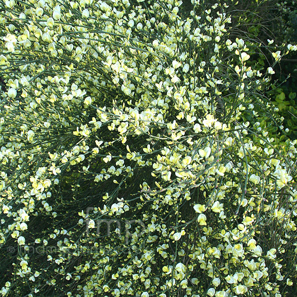 Big Photo of Cytisus Praecox Albus