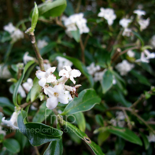 Big Photo of Daphne Bholua Alba