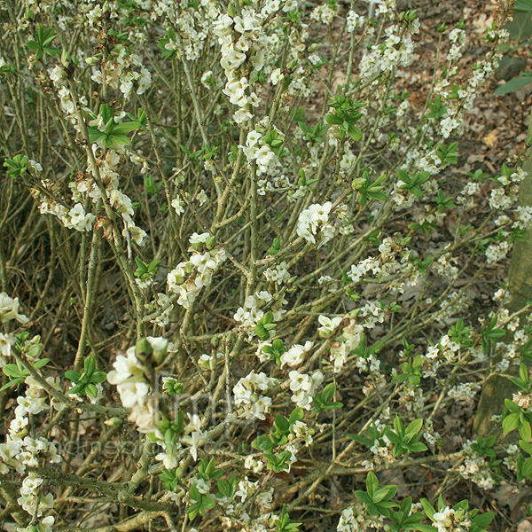 Big Photo of Daphne Mezereum Alba