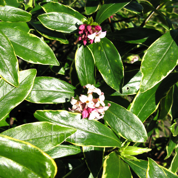 Big Photo of Daphne Odora Aureomarginata