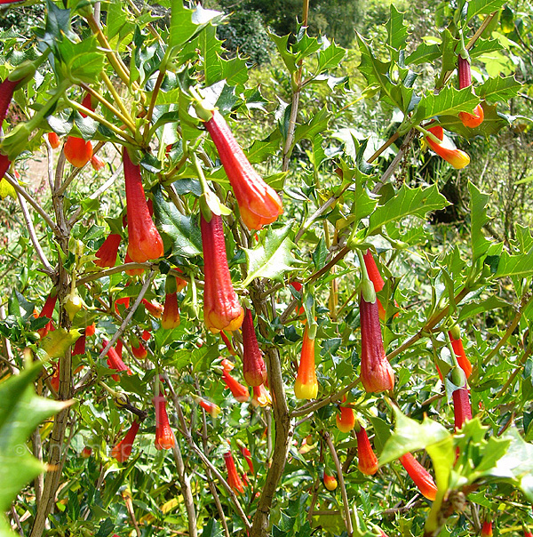 Big Photo of Desfontianea Spinosa