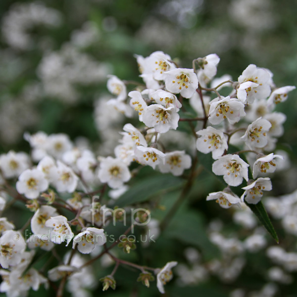 Big Photo of Deutzia Corymbosa Fl