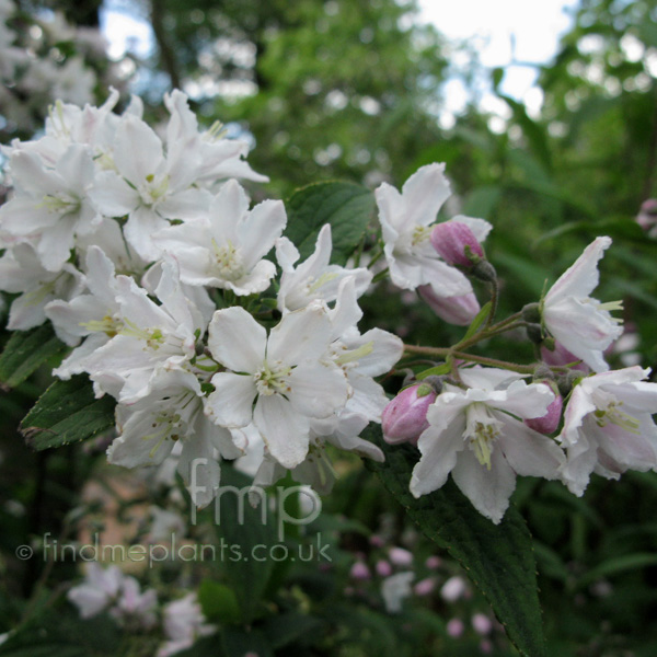 Big Photo of Deutzia Longifolia Veitchii