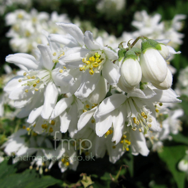 Big Photo of Deutzia Magnifica Fl