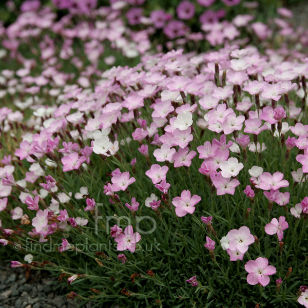 Big Photo of Dianthus Nyewoodscream