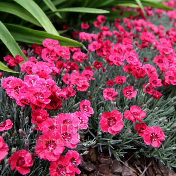 Big Photo of Dianthus Redstar