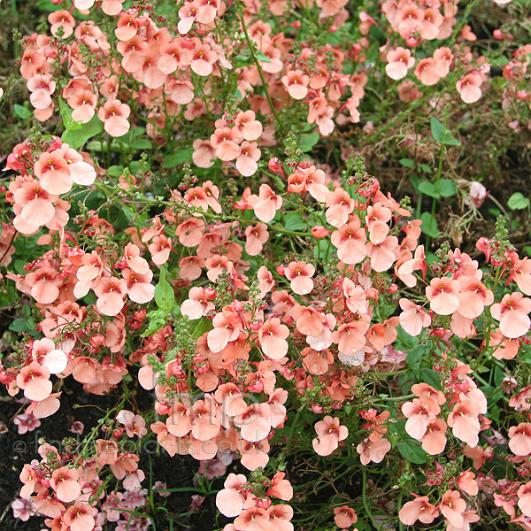 Big Photo of Diascia Sydney