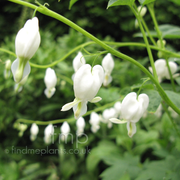 Big Photo of Dicentra Alba Fl