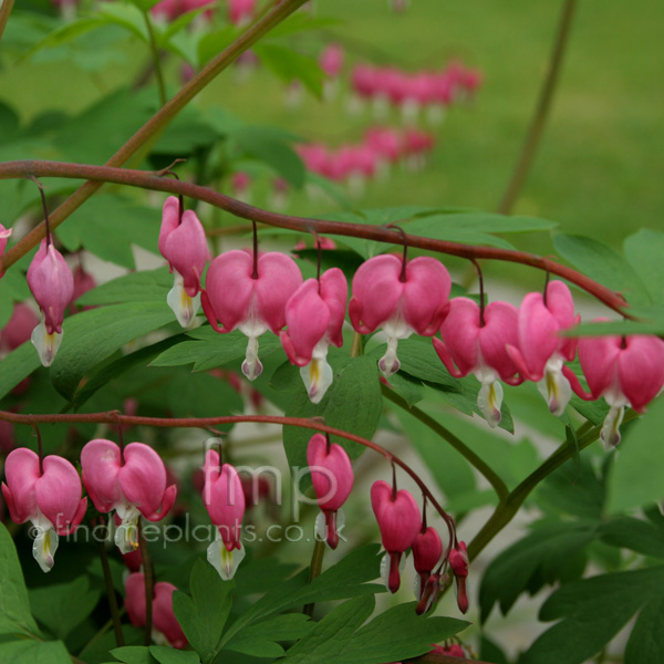 Big Photo of Dicentra Spectabilis Fl