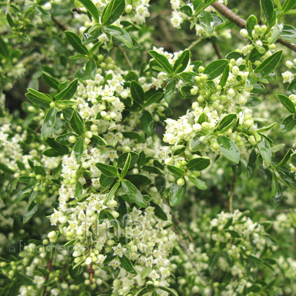 Big Photo of Discaria Discolor