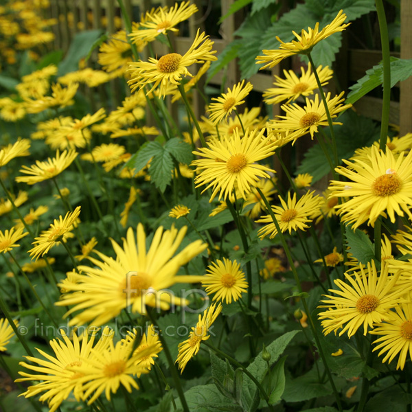 Big Photo of Doronicum Fl