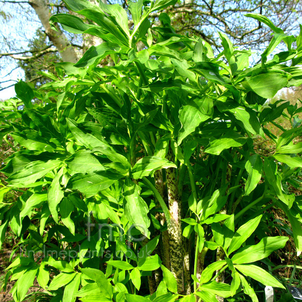 Big Photo of Dracunculus Vulgaris