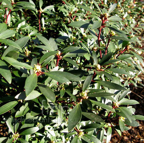 Big Photo of Drimys Lanceolata Leaf