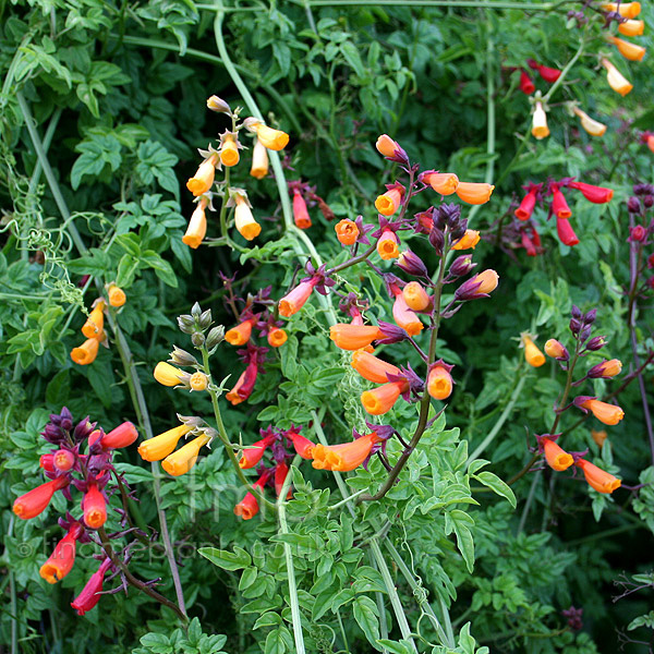 Big Photo of Eccremocarpus Trescocrimson