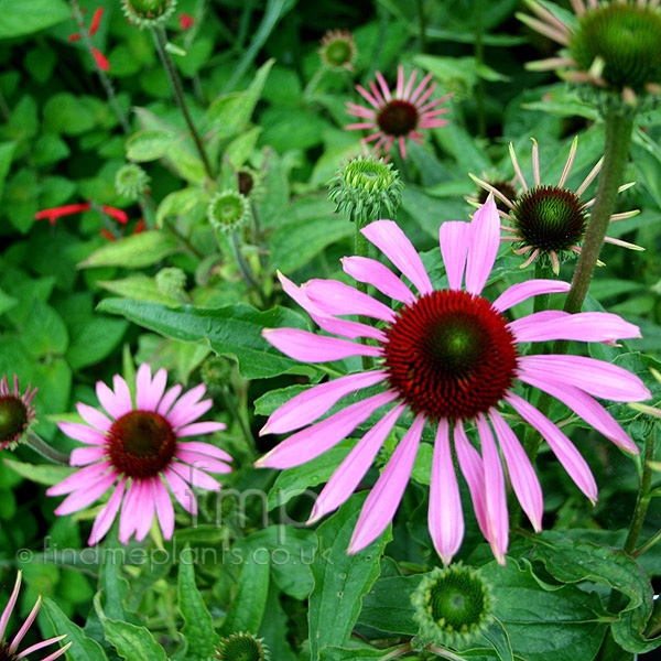 Big Photo of Echinacea Magnus
