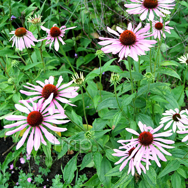 Big Photo of Echinacea Rubinstern