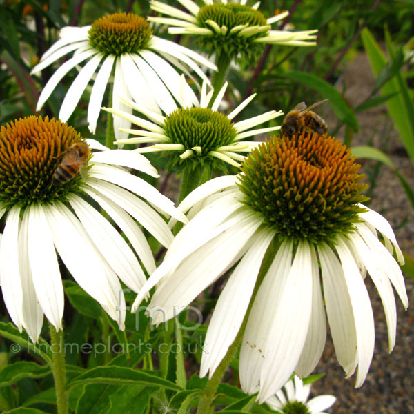 Big Photo of Echinacea Whiteswan Fl