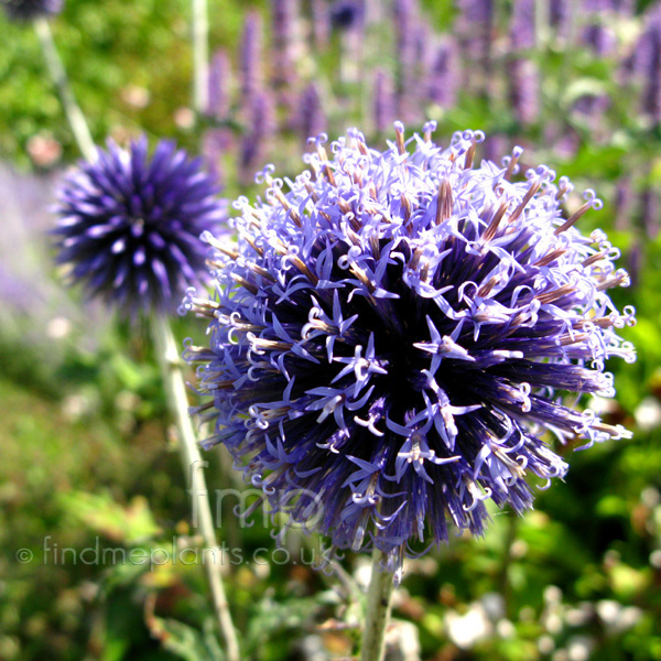 Big Photo of Echinops Ritro Veithsblue Fl