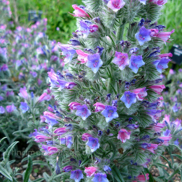 Big Photo of Echium Albicans Fl
