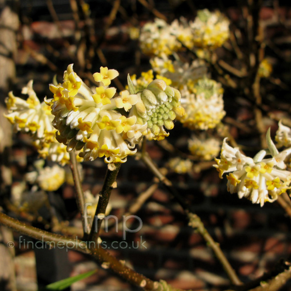 Big Photo of Edgeworthia Chrysantha Flower