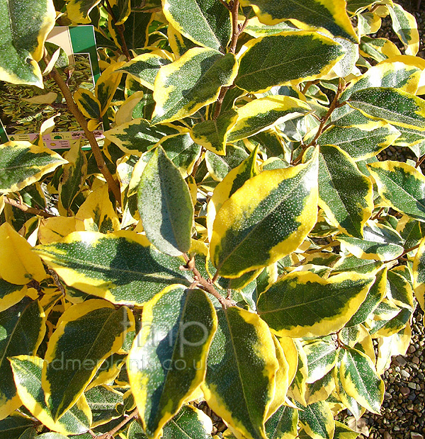 Big Photo of Elaeagnus Guiltedge