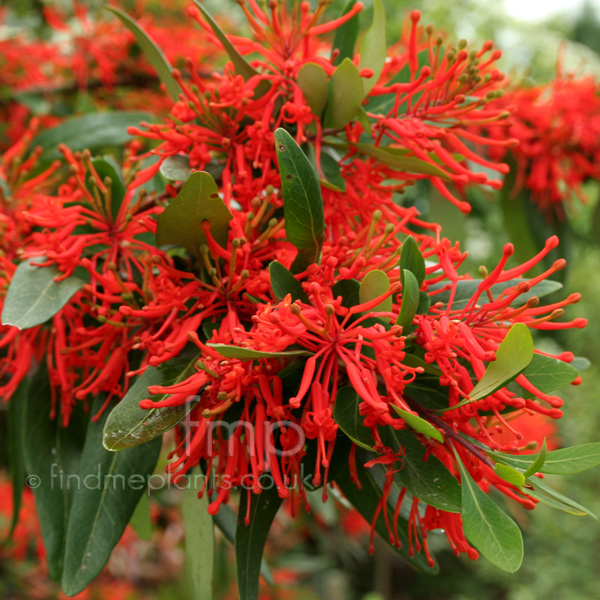 Big Photo of Embrothrium Norquince Fl