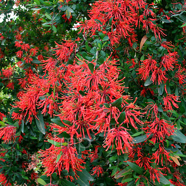 Big Photo of Embrothrium Norquinco
